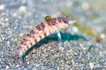 Snyder's Grubfish in the Lembeh Strait, Sulawesi, Indonesia