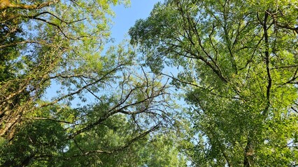 Obraz premium Tree Canopy View with Sunlight Through Branches