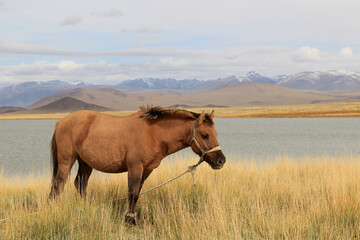 A brown horse waiting among the yellow grass on the lake shore.