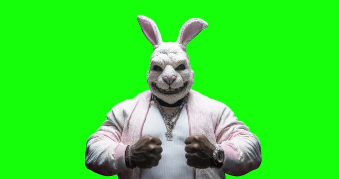Fashion rabbit on green background 