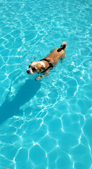 blue swimming pool