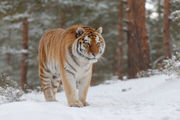 Fototapeta premium siberian tigers roam freely in their natural habitat showcasing their majestic beauty
