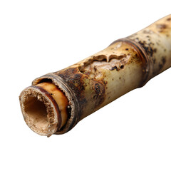 Close up of a dried out bamboo stalk section with visible nodes and rough texture isolated on transparent background