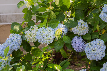 Purple and blue hydrangeas in the park.
