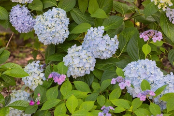 Purple and blue hydrangeas in the park.
