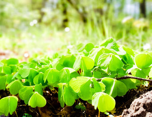 Young clover plants waking up after winter.