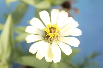 Delicate White Zinnia: Close-up Macro Photography of a Flower Against a Blurred Blue Background