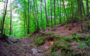 Landscape of wild forest in northern Poland.