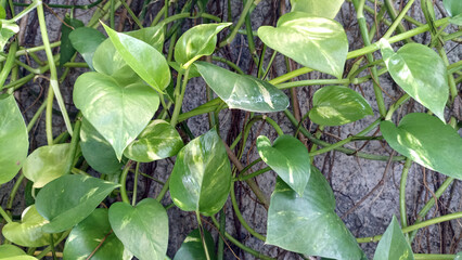 pothos plants that climb the wall
