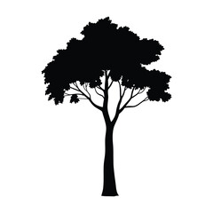 Fototapeta premium Mature Tree Silhouette: Tall Deciduous Black and White Nature Vector.