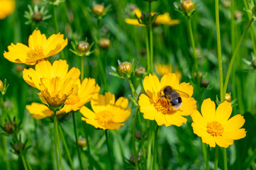 Fototapeta premium Close-up of a bumblebee pollinating a bright yellow flower in a summer meadow, vibrant nature background