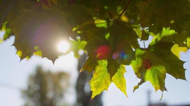 Green maple leaves backlit by sunlight outdoors