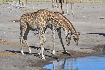 Giraffes (Giraffa camelopardalis) drinking at the waterhole