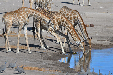 Giraffes (Giraffa camelopardalis) drinking at the waterhole