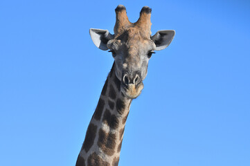 Giraffe (Giraffa camelopardalis) in the Etosha National Park