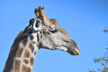 Giraffe (Giraffa camelopardalis) in the Etosha National Park