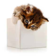 Kitten in cardboard box.