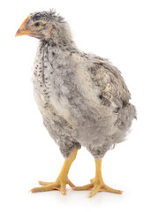 Grey hen isolated.