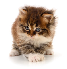 Kitten on white background.