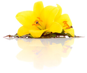 Two yellow lilies.