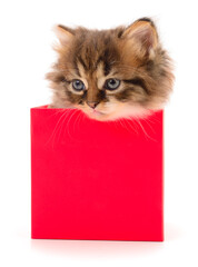 Kitten in cardboard box.