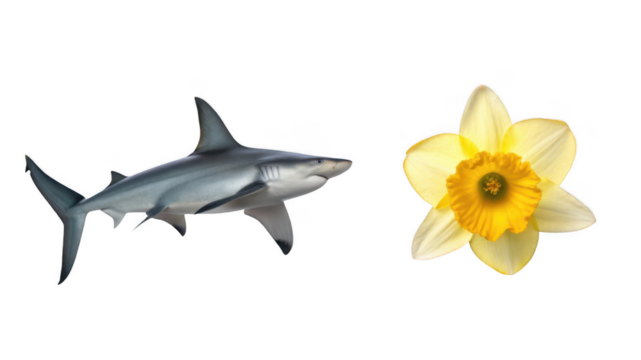 Hammerhead shark animal and Daffodils flower isolated on transparent background