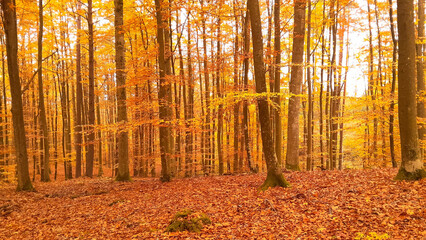 Fototapeta premium Autumnal forest at sunny day.