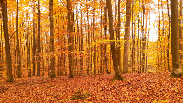 Autumnal forest at sunny day.