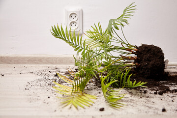 Potted plant with soil spilling onto wooden floor, showcasing a vibrant green foliage, near an...