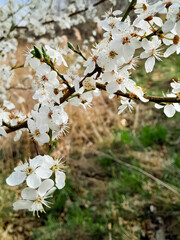 Flowers of bloomung apple tree.
