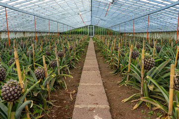 Ananas plantation in a greenhouse in the Azores, showcasing rows of ripe pineapples under controlled cultivation conditions.