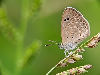 karsandra, the dark grass blue