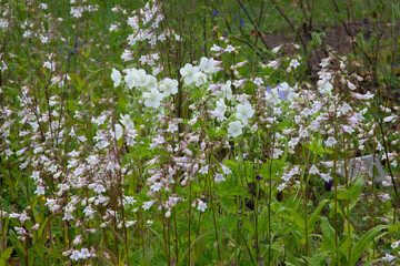 White bell flower. The blossoms of the wildflower amooth beard tongue. Penstemon digitalis. Tall bell flower for background, post, screensaver, wallpaper, postcard, banner, cover