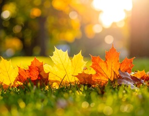Vibrant autumn maple leaves resting on a lush green lawn under a golden sunlight