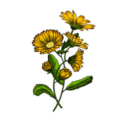 Illustration of the medicinal plant Calendula. Element for your design of packaging, fabric, wallpaper and much more.

