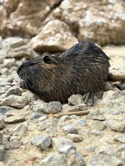 Portrait of a black nutria eating cereal bran on the bank of a river in a Ukrainian zoological reserve