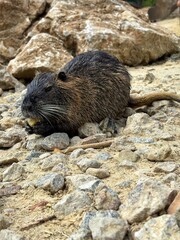 Portrait of a black nutria eating cereal bran in a Ukrainian zoological reserve