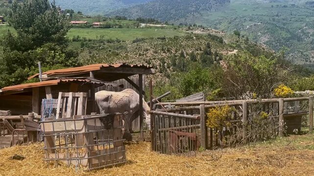A sick and exploited old horse. Poorly kept horses in a paddock. Grazing horse. 