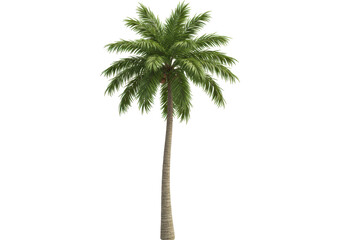 Isolated Tall Palm Tree