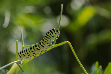 chenille Machaon 