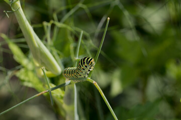 chenille sur fenouil