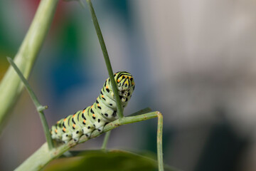 chenille de Machaon vorace 