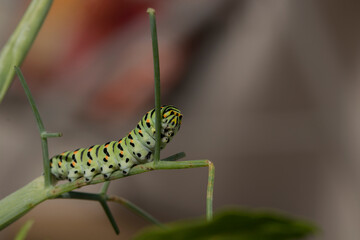 futur papillon Machaon 