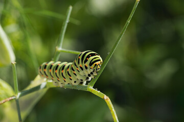 chenille sur  branche de fenouil