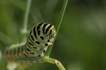 futur Machaon 