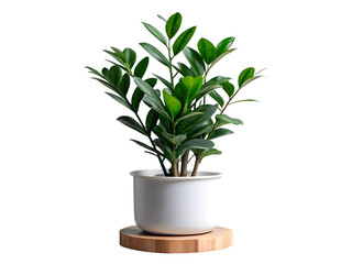 Stylish indoor plant adds freshness and natural elegance to your living space interior design