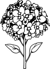 Elegant Line Drawing Of Hydrangea Flower With Simple Stem And Three Leaves Design
