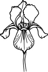Obraz premium Elegant Graphic Depiction of a Solitary Blooming Iris on an Isolated White Background