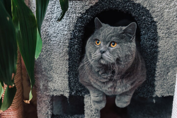 A gray British Shorthair cat resting inside a cat bed with green plants in the background.