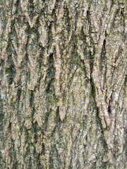 bark of a tree